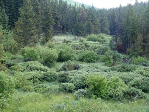 GDMBR: Creek MeadowCreek Meadow.
